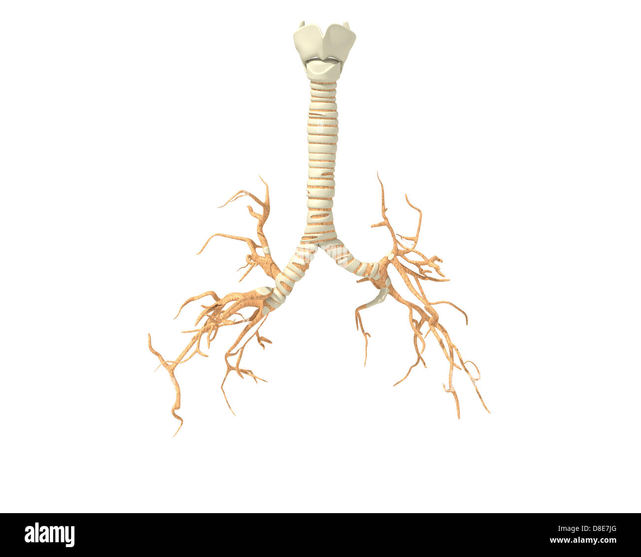 Illustration des bronches avec larynx Banque D'Images
