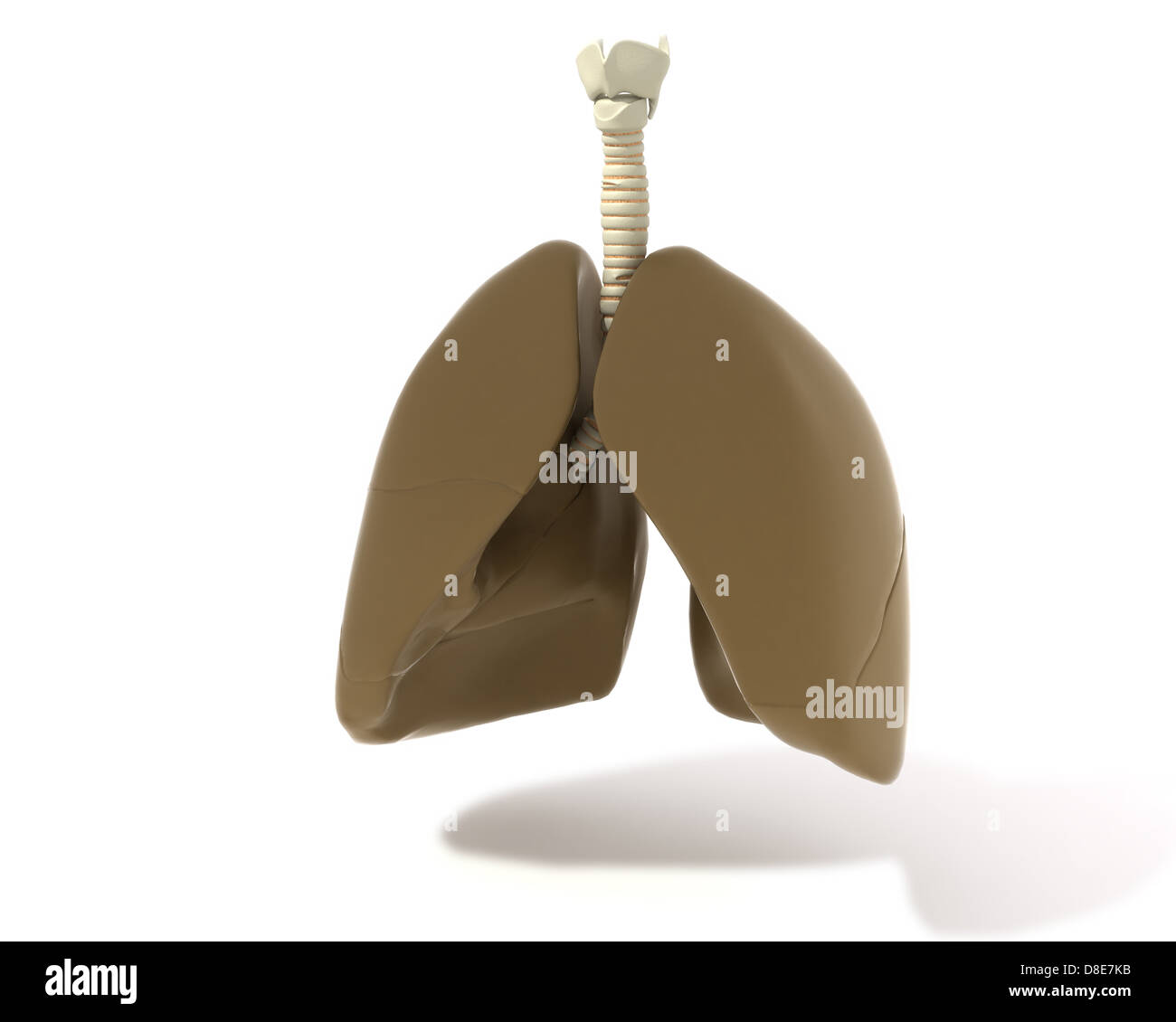 Illustration d'un poumon avec le larynx et la trachée Banque D'Images