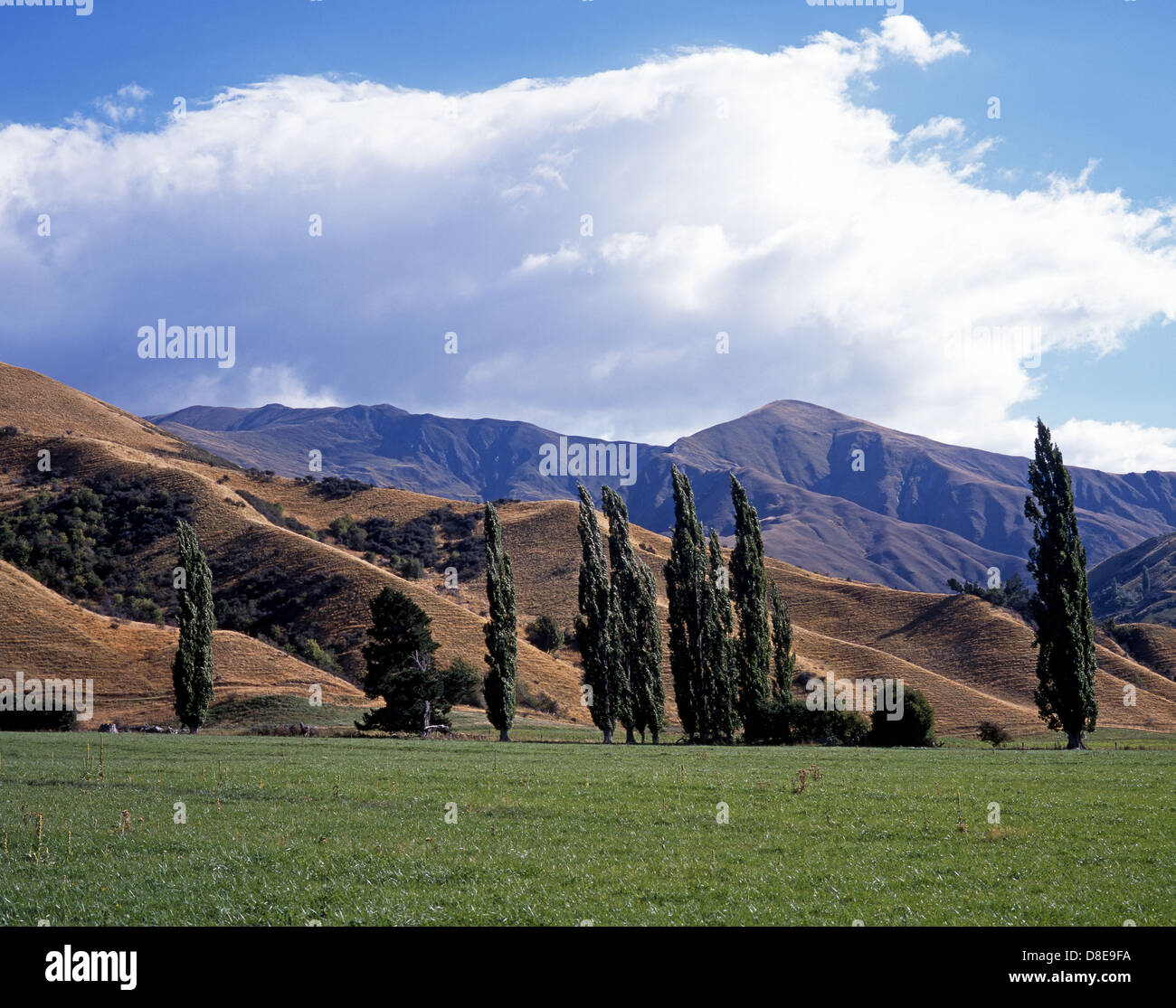 Avis de Cardrona valley, Wanaka, Région de l'Otago, île du Sud, Nouvelle-Zélande. Banque D'Images