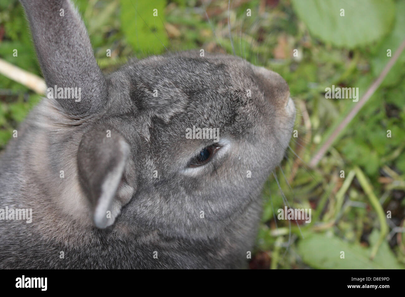 Lapin domestique Banque D'Images