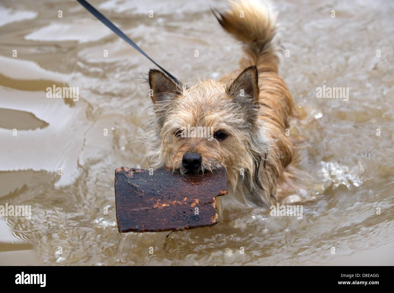 Berge, Allemagne, 27 mai 2013. Petit chien Balou tient sur un morceau de bois à pied marche à travers l'inondation des rues en berge, Allemagne, 27 mai 2013. L'eau de pluie constant causé des inondations dans de nombreux domaines et dans le nord de la Hesse. Photo : UWE ZUCCHI/DPA/Alamy Live News Banque D'Images