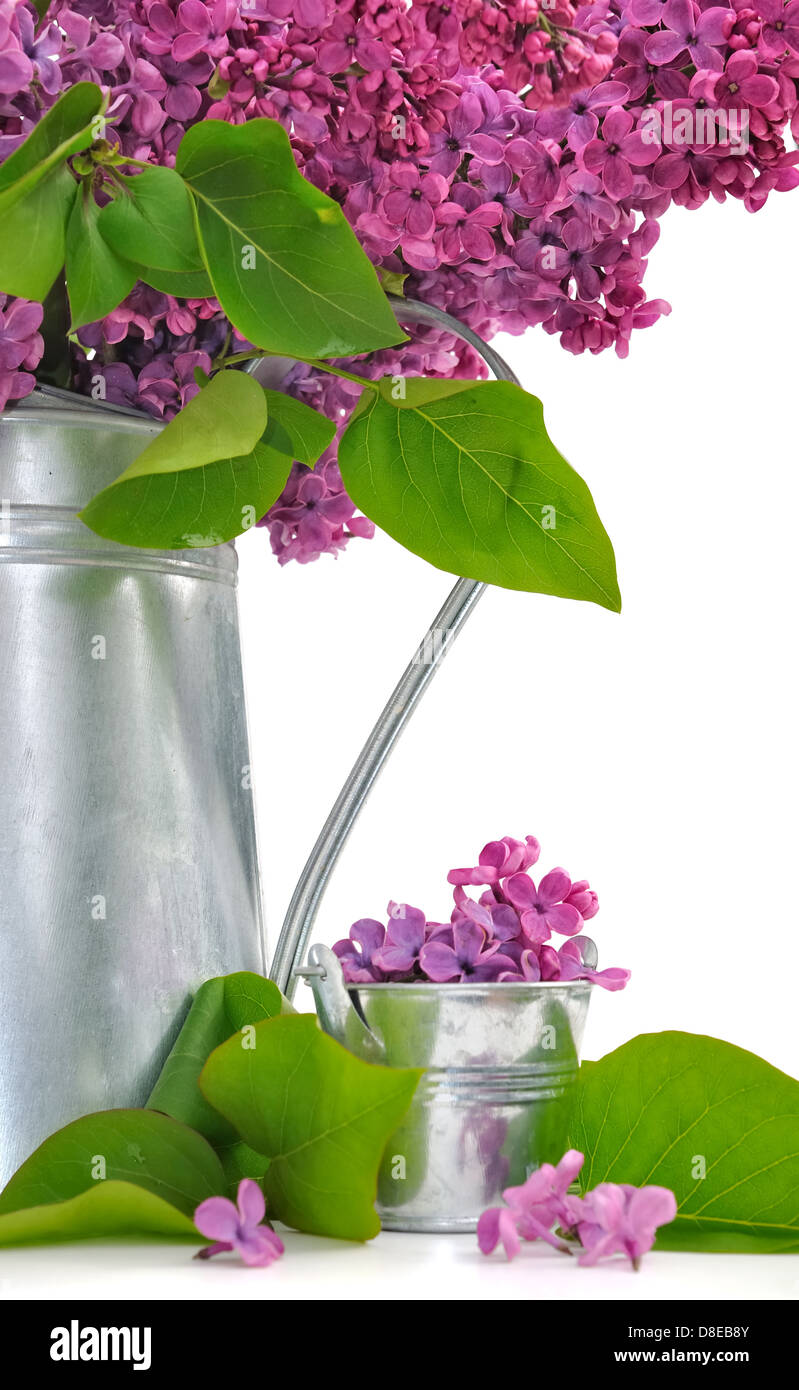 Bouquet de lilas dans un arrosoir et pétales sur fond blanc Banque D'Images