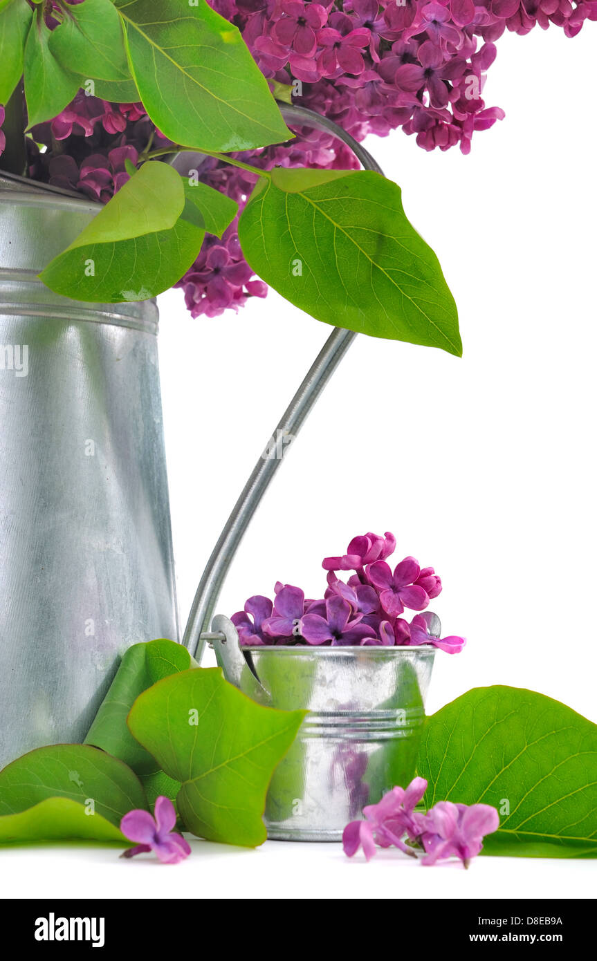 Bouquet de lilas dans un arrosoir et pétales en pot sur fond blanc Banque D'Images