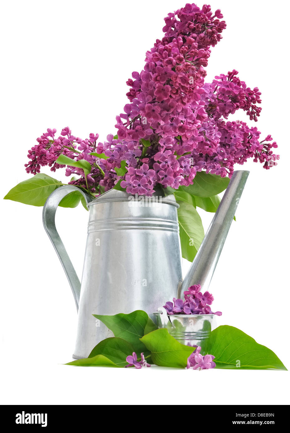 Bouquet de lilas dans un arrosoir sur fond blanc Banque D'Images