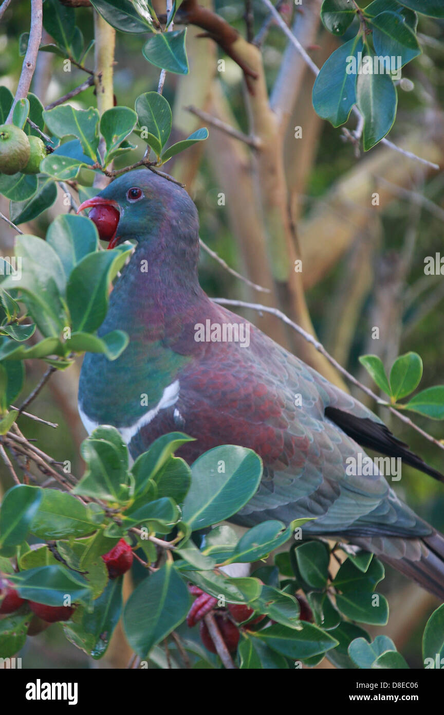 New Zealand pigeon ramier se nourrissant de fruits de goyave mûrit. Il Kererū appel Māori. Banque D'Images