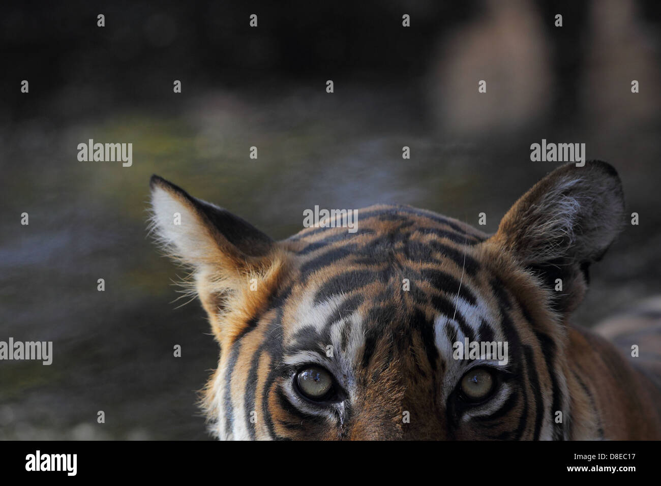 Portrait d'un tigre du Bengale Royal à Ranthambhore National Park de l'Inde Banque D'Images