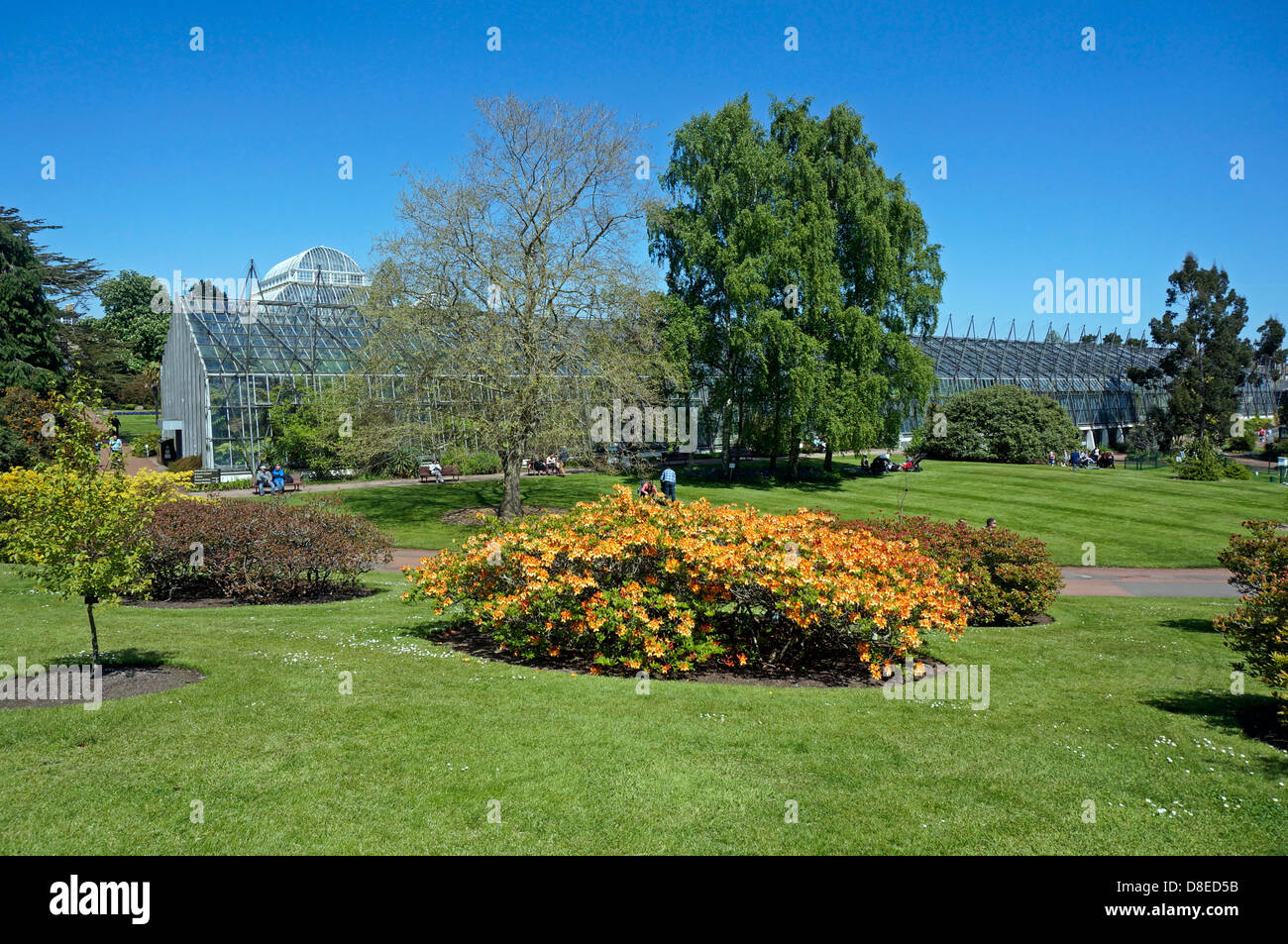 Azalea pelouse et serre en Royal Botanic Garden Edinburgh Scotland Banque D'Images