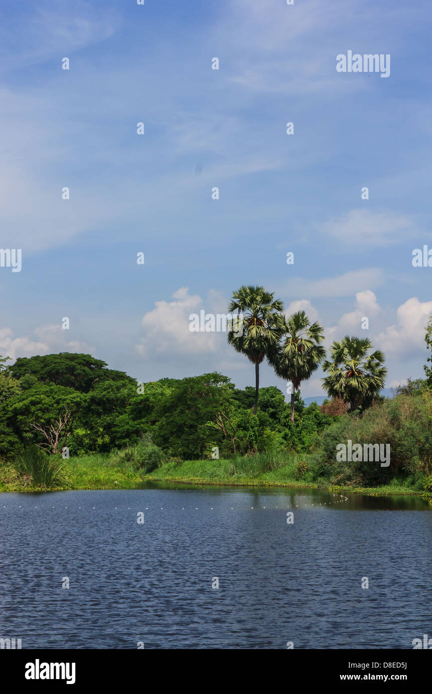 Avis de Palmyre palm avec ciel bleu et de l'eau Banque D'Images