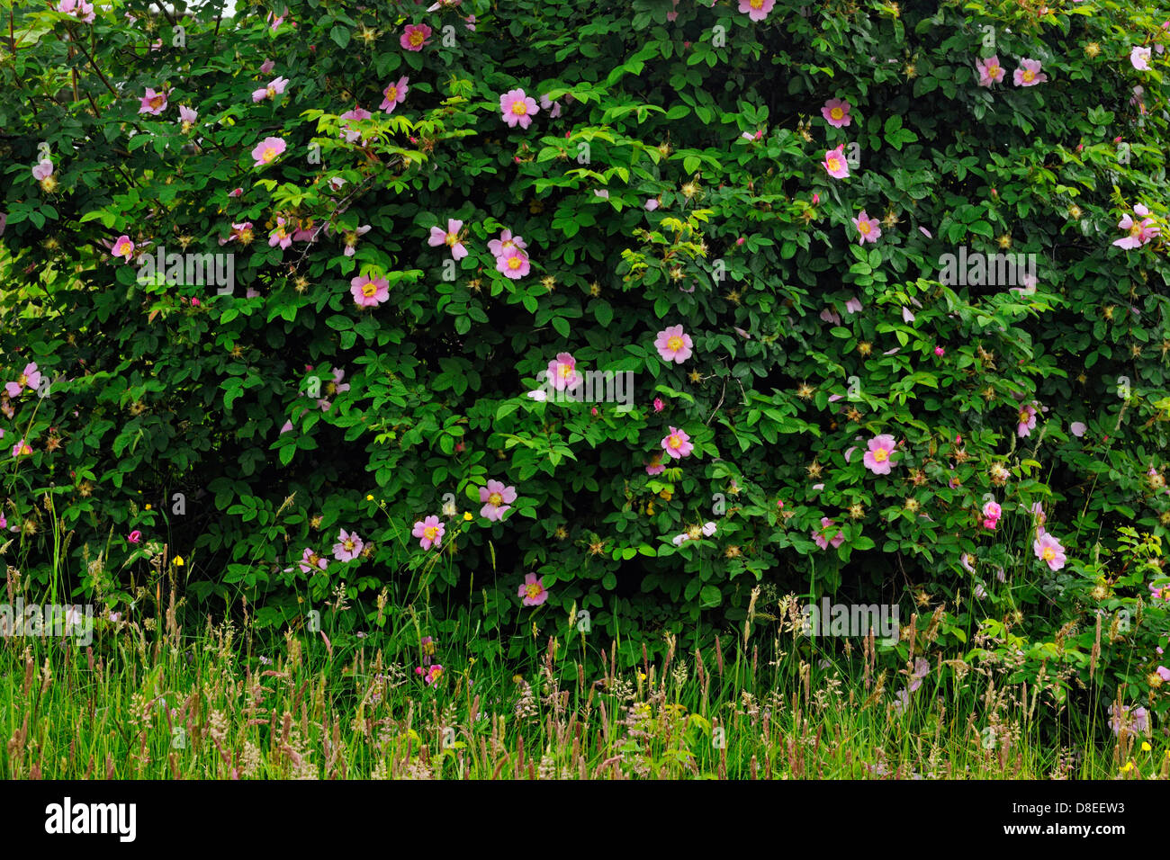 Wild Rose bush l'archipel Haida Gwaii, Skidegate, British Columbia, Canada Banque D'Images