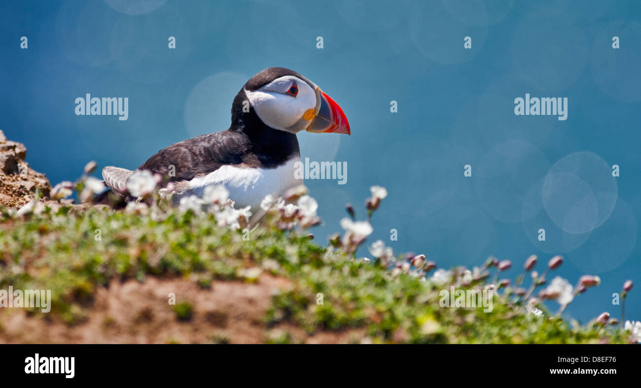 Macareux moine (Fratercula arctica), pays de Galles, l'île de Skomer Banque D'Images