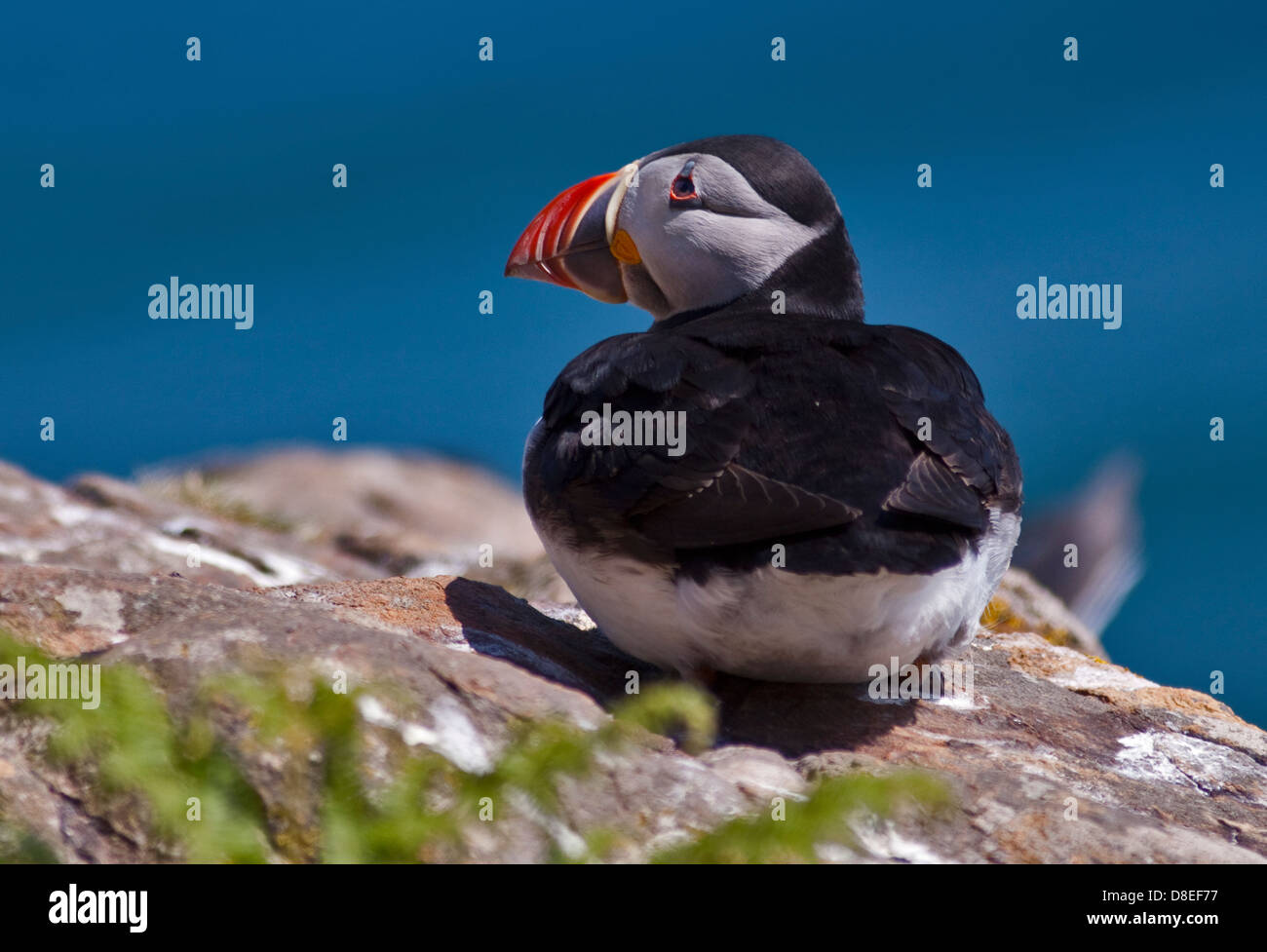 Macareux moine (Fratercula arctica), pays de Galles, l'île de Skomer Banque D'Images