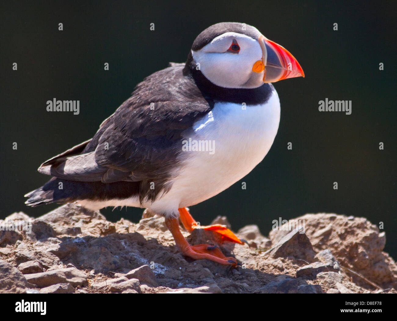 Macareux moine (Fratercula arctica), pays de Galles, l'île de Skomer Banque D'Images