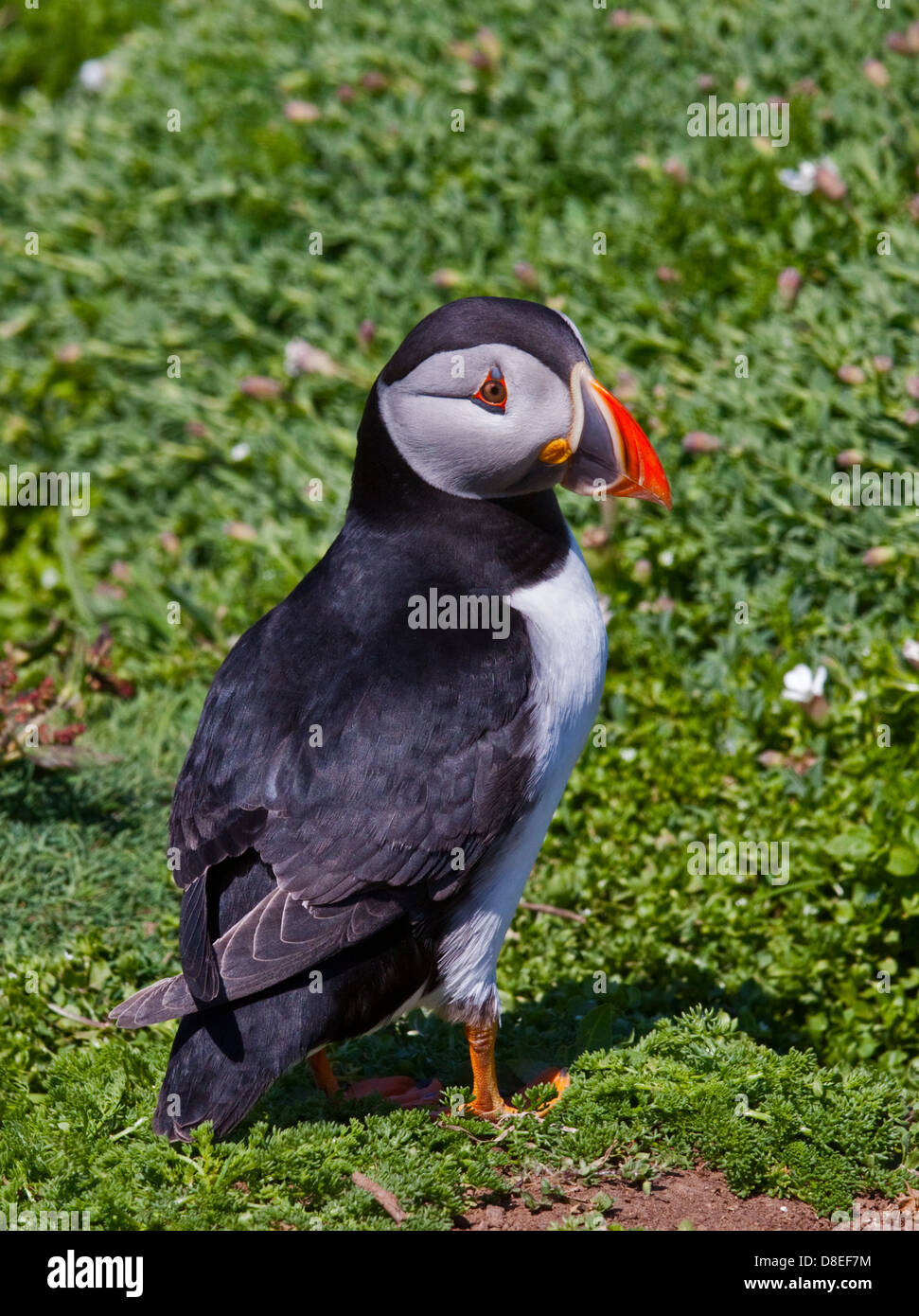 Macareux moine (Fratercula arctica), pays de Galles, l'île de Skomer Banque D'Images