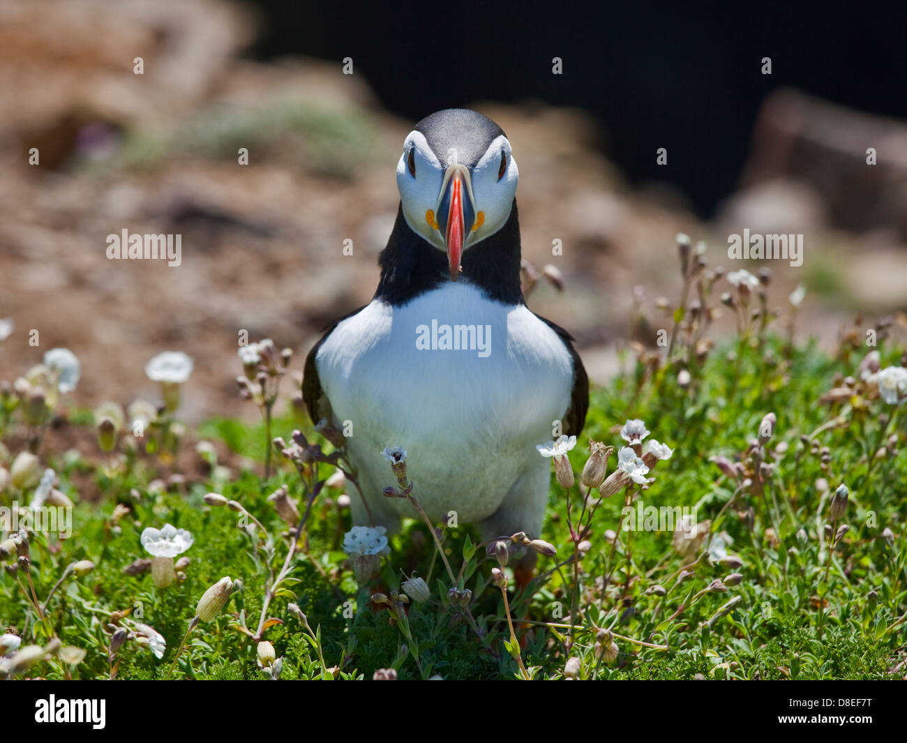 Macareux moine (Fratercula arctica), pays de Galles, l'île de Skomer Banque D'Images