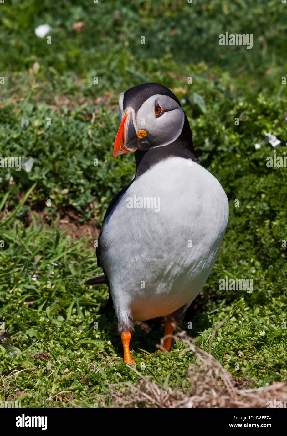 Macareux moine (Fratercula arctica), pays de Galles, l'île de Skomer Banque D'Images