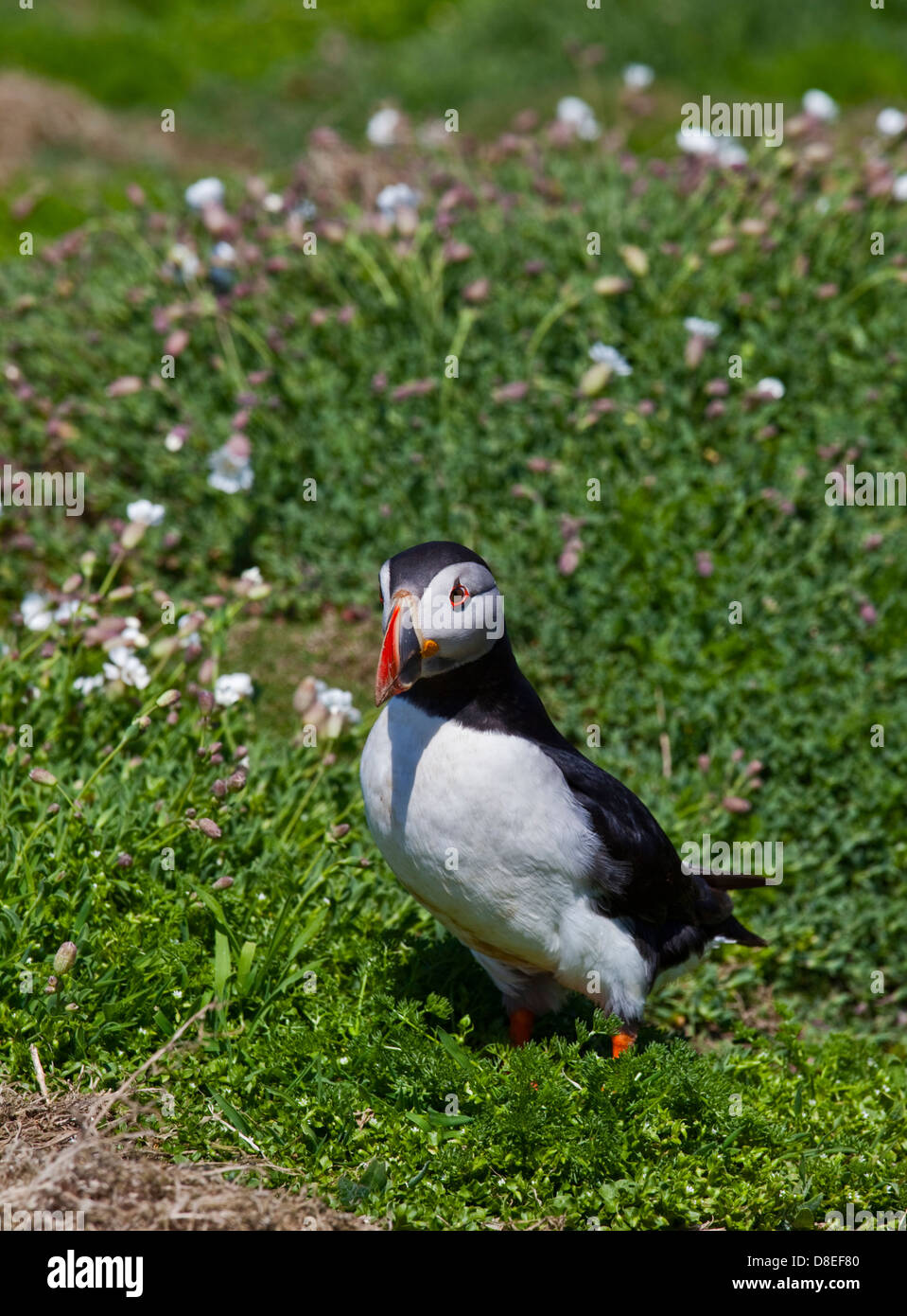 Macareux moine (Fratercula arctica), pays de Galles, l'île de Skomer Banque D'Images