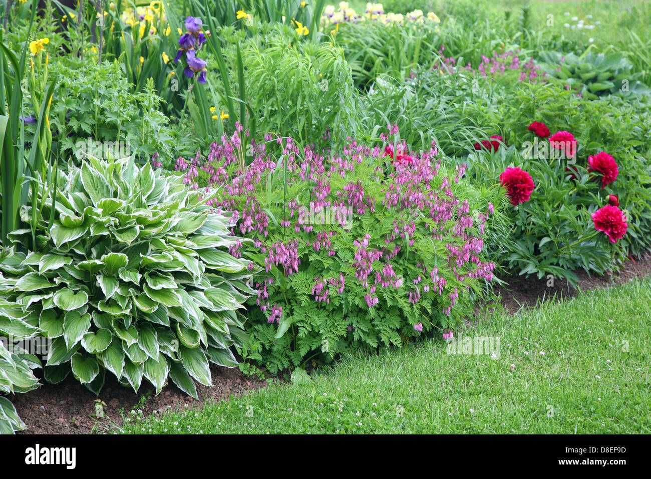 Backyard Jardin éternel contenant la fin de l'été fleurs vivaces. Banque D'Images
