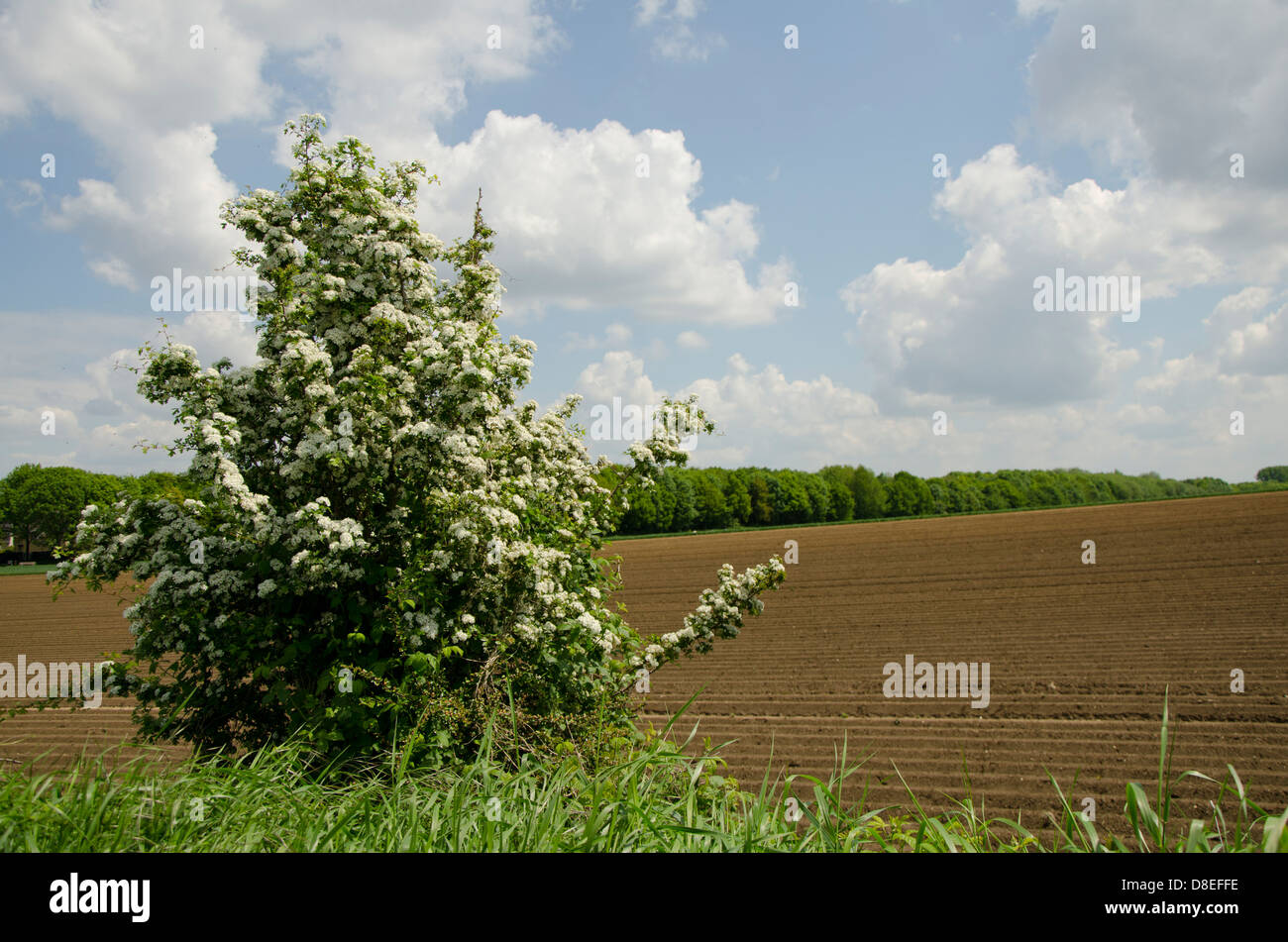 L'aubépine, Crataegus, en face de terres fraîchement labourés prêts pour la plantation dans la province du Limbourg, aux Pays-Bas. Banque D'Images