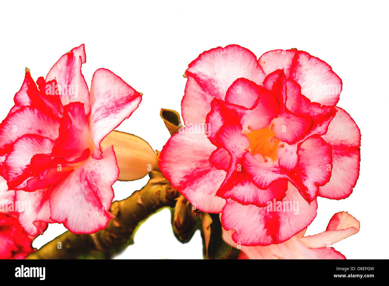 Desert Rose sur fond blanc Banque D'Images