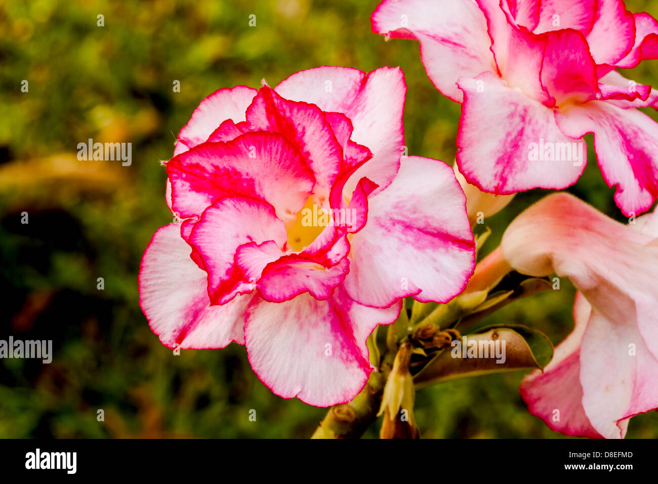 Rose de sable Banque D'Images