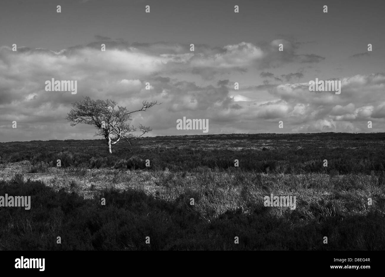 Arbre sur le Peak District, Derbyshire. Banque D'Images