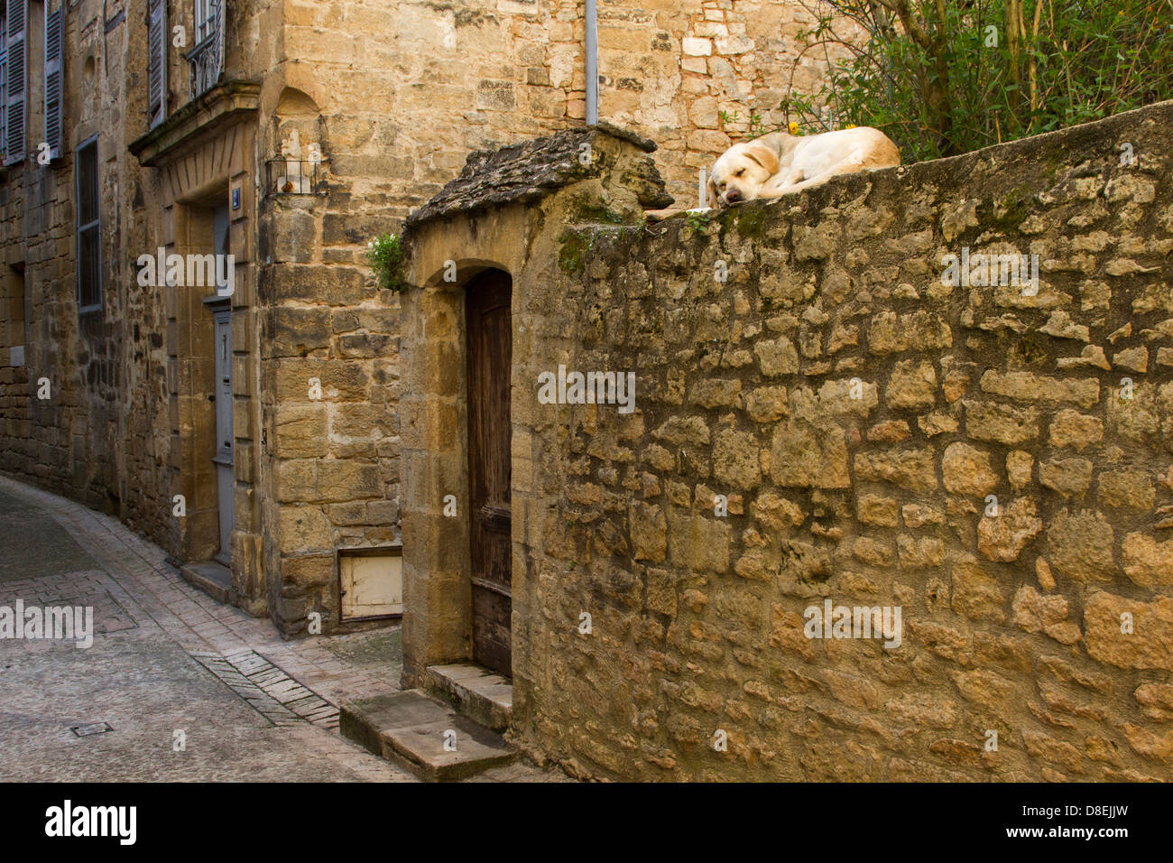Labrador Retriever dog dormir sur vieux mur de grès le long d'une étroite rue pavée, à Sarlat, Dordogne France Banque D'Images