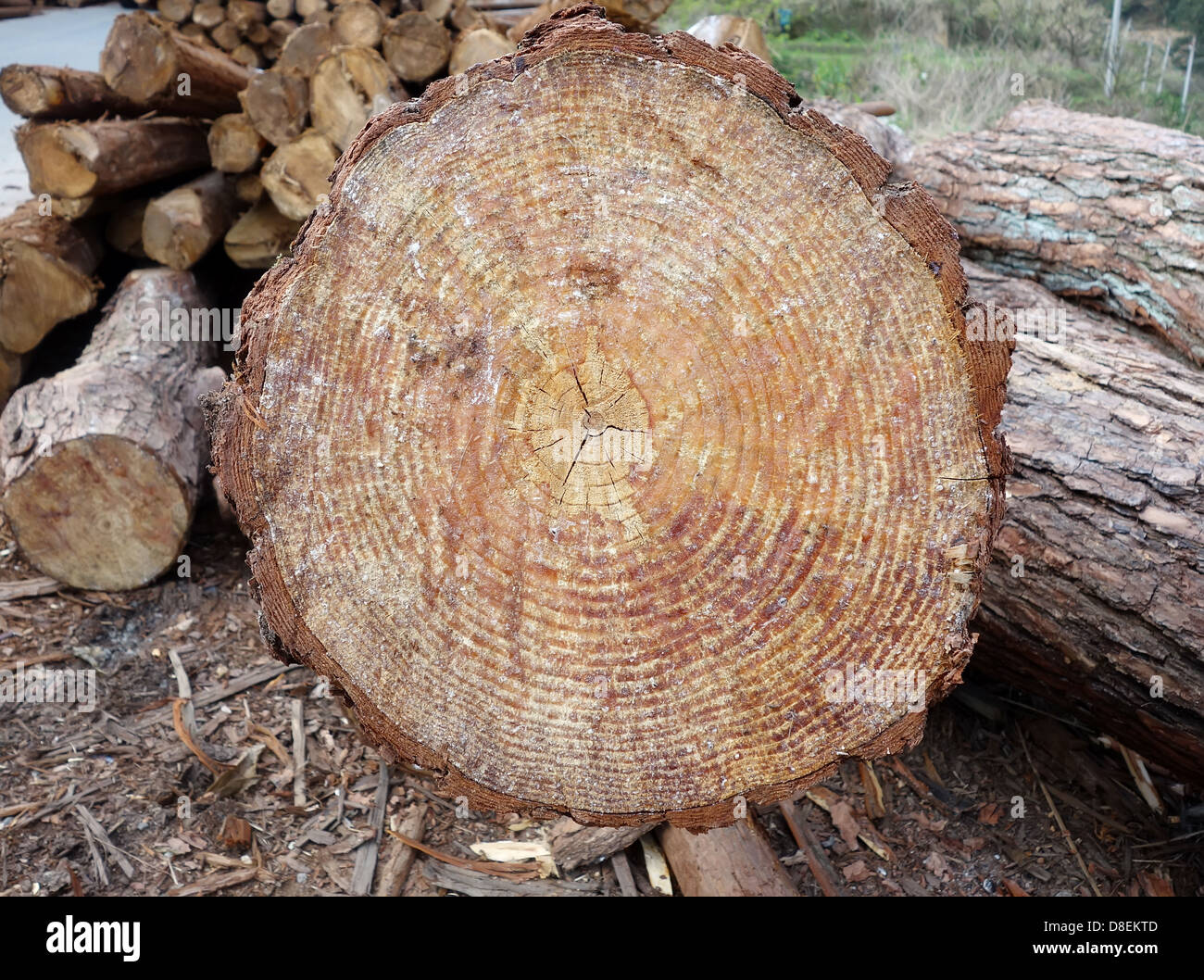 Tas de bois Banque D'Images