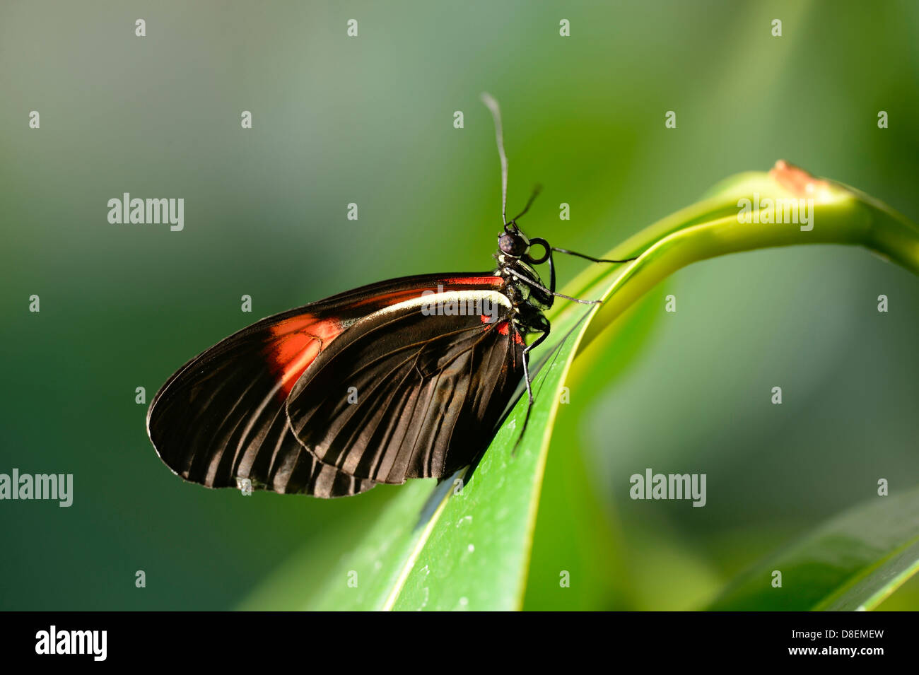 Rouge papillon Postman (Heliconius erato) sur une feuille Banque D'Images