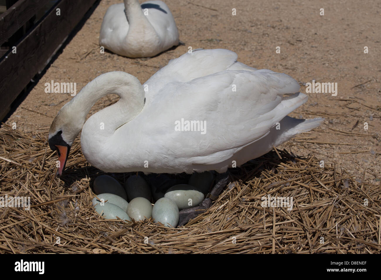 Abbotsbury, UK. 27 mai, 2013. Vacances de cygnes un bébé qui sera bientôt mère swan s'occupe de ses oeufs. Cette année, il y a exactement 100 couples reproducteurs. Abbotsbury Swannery dans le Dorset est unique. C'est le seul endroit au monde où vous êtes capable de marcher à travers le cœur d'une colonie de nidification de cygnes tuberculés. Credit : Ed Stone/Alamy Live News Banque D'Images