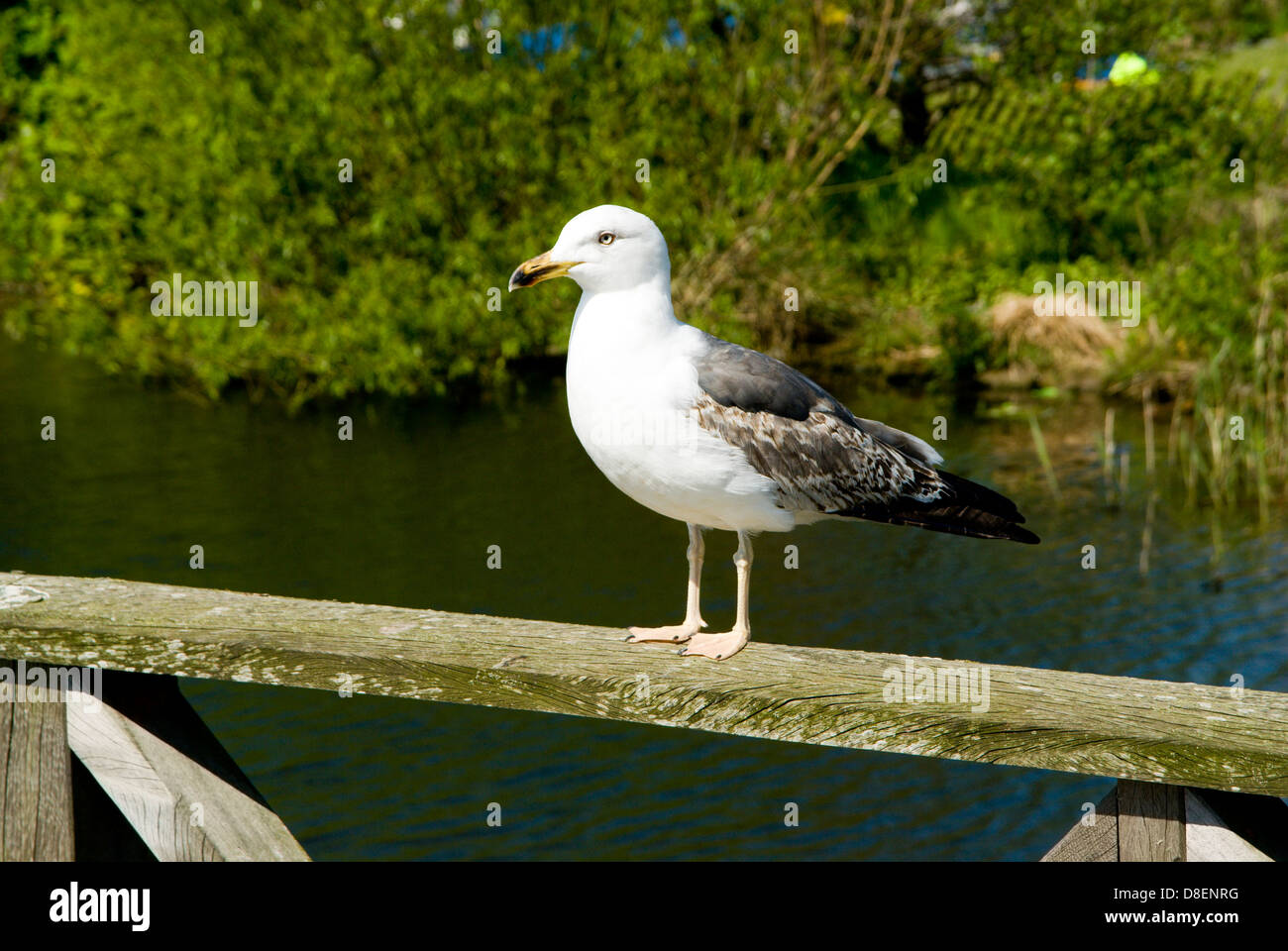 Jeune Goéland marin (Larus marinus), la baie de Cardiff, Pays de Galles, la réserve naturelle des zones humides. Banque D'Images