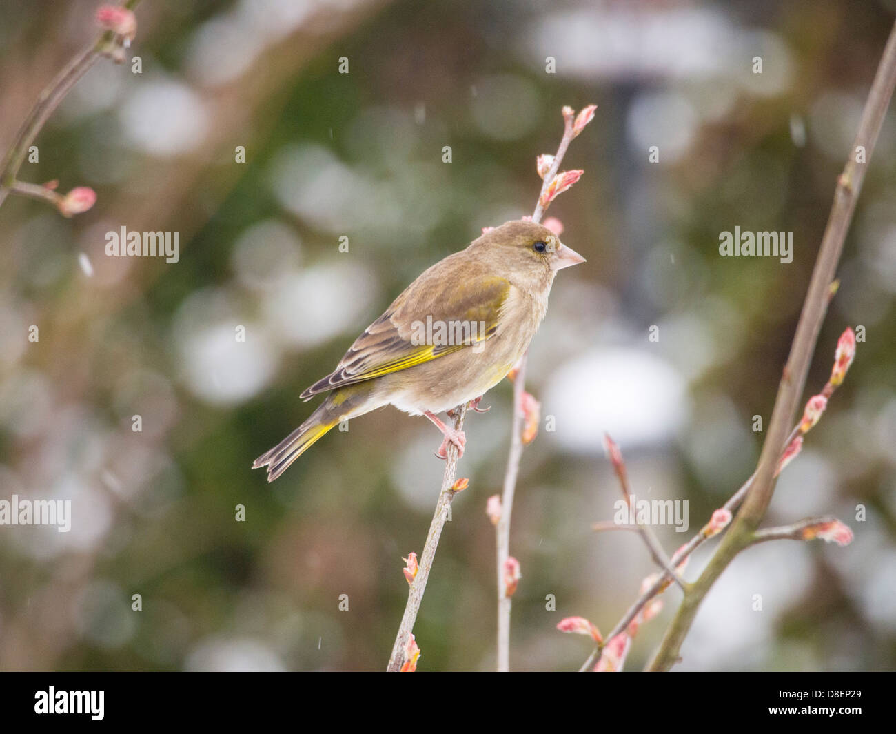 Une femelle Verdier (Carduelis chloris) dans un jardin pendant la neige, Ambleside, Cumbria, Royaume-Uni. Banque D'Images
