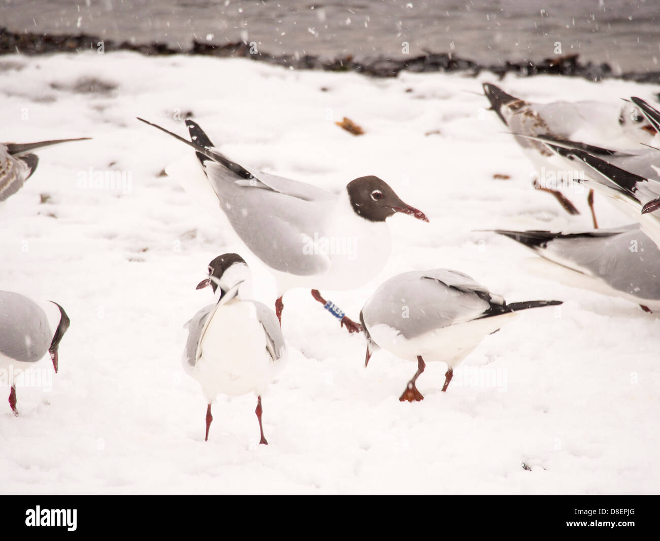 Compétition pour la nourriture des oiseaux dans la neige de l'hiver, Windermere Lake, Lake District, UK. Banque D'Images