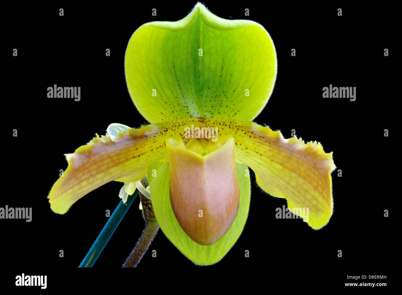 Lady's Slipper orchidée fleur Paphiopedilum Valime Banque D'Images