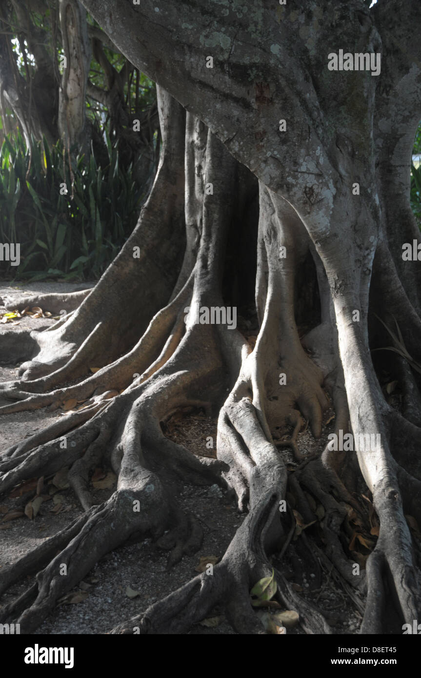 Le tronc d'un arbre banian affiche sa forme à Boca Grande en Floride. Banque D'Images