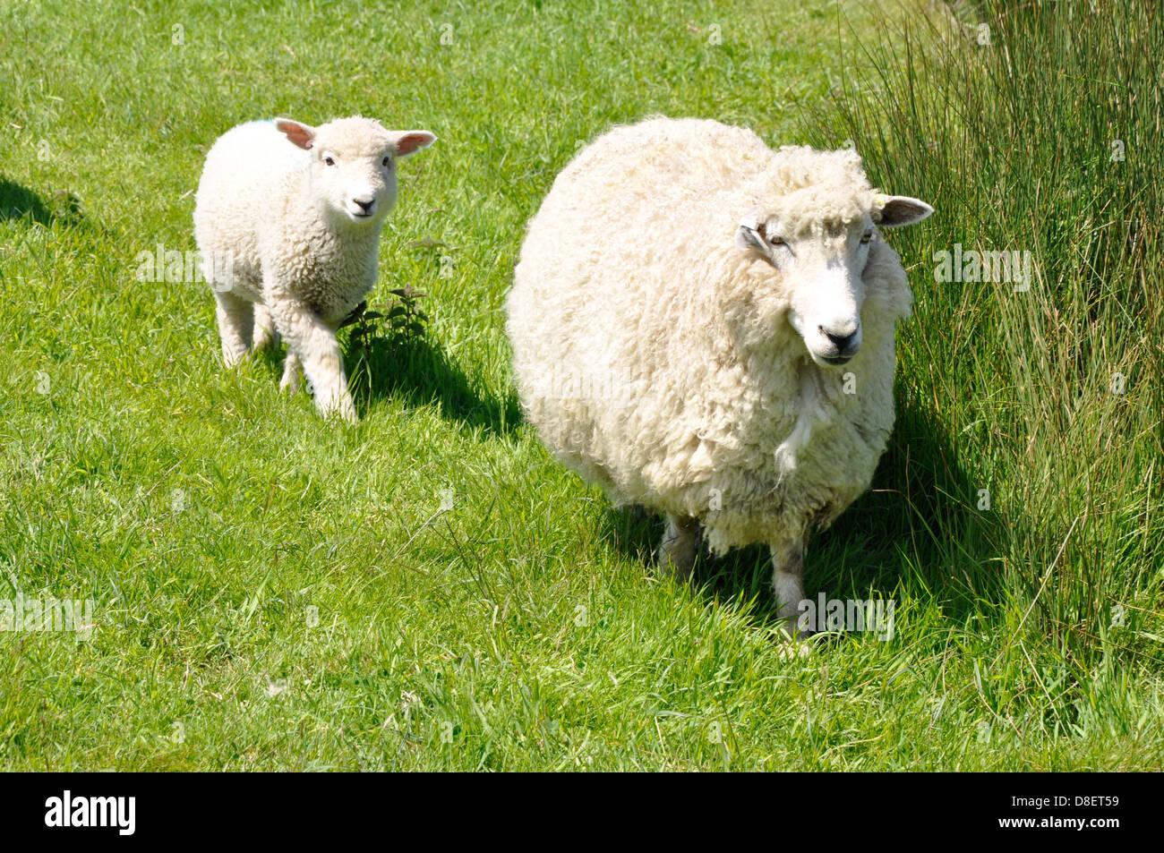 Mère et bébé mouton dans le Dorset England UK Banque D'Images