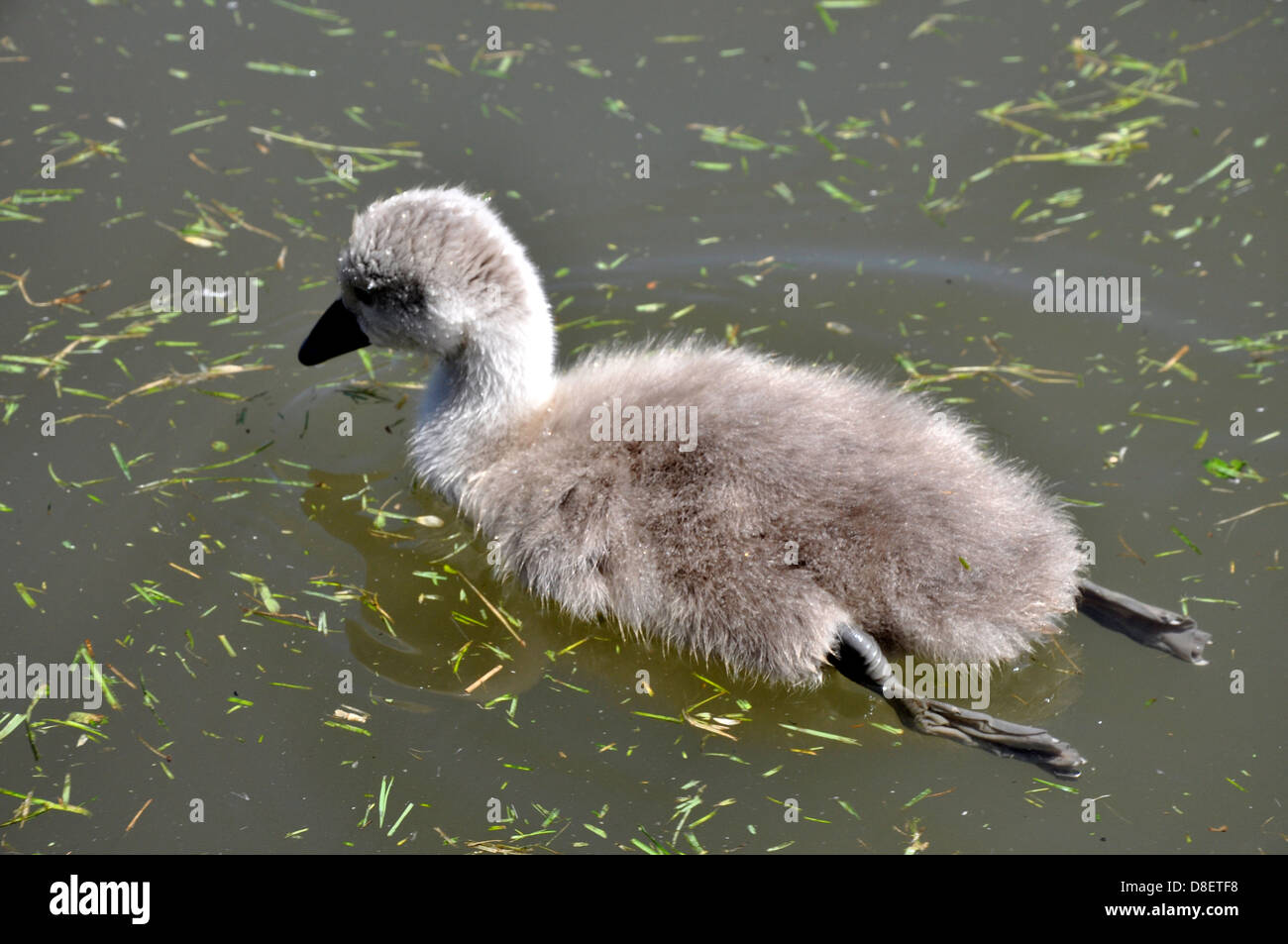Cygnet Bebe Cygne Tubercule Cygnus Olor Abbotsbury Swannery Dorset Photo Stock Alamy