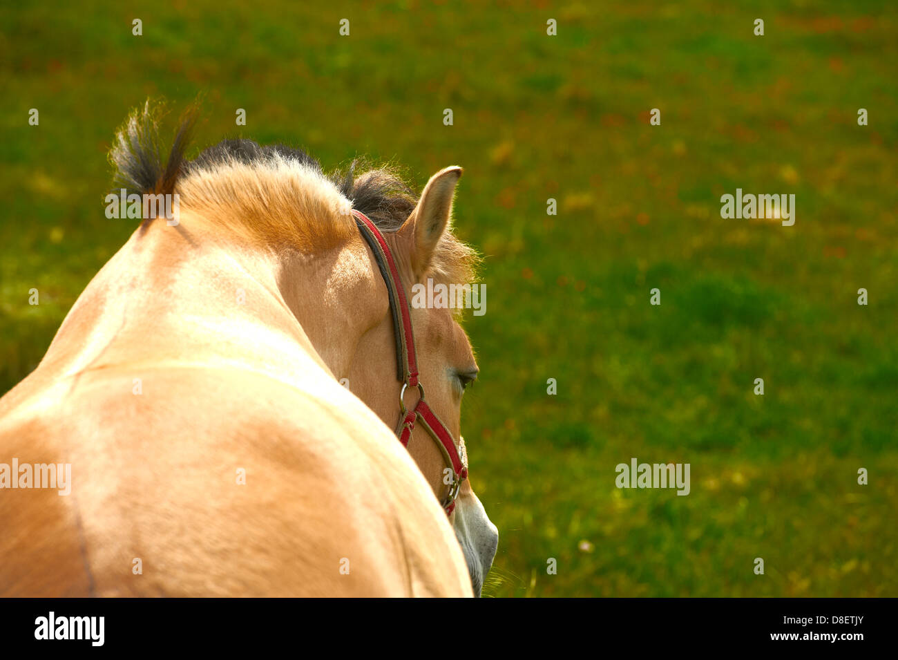 Cheval adulte dans un champ un jour d'été Banque D'Images