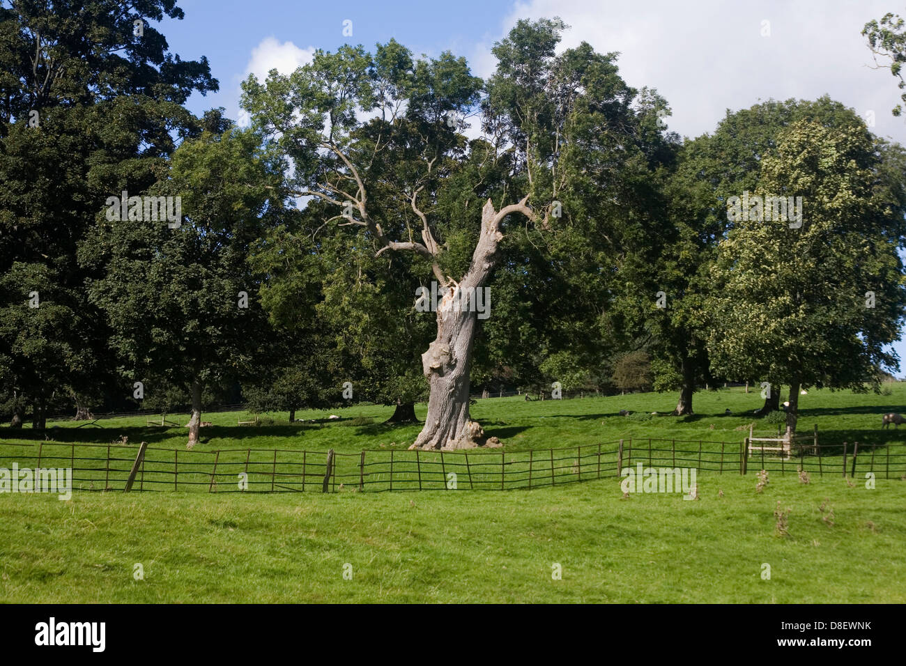 Frêne antique arbre qui pousse dans les pâturages et de parc près du village de Thornton Steward Wensleydale Yorkshire Dales England Banque D'Images