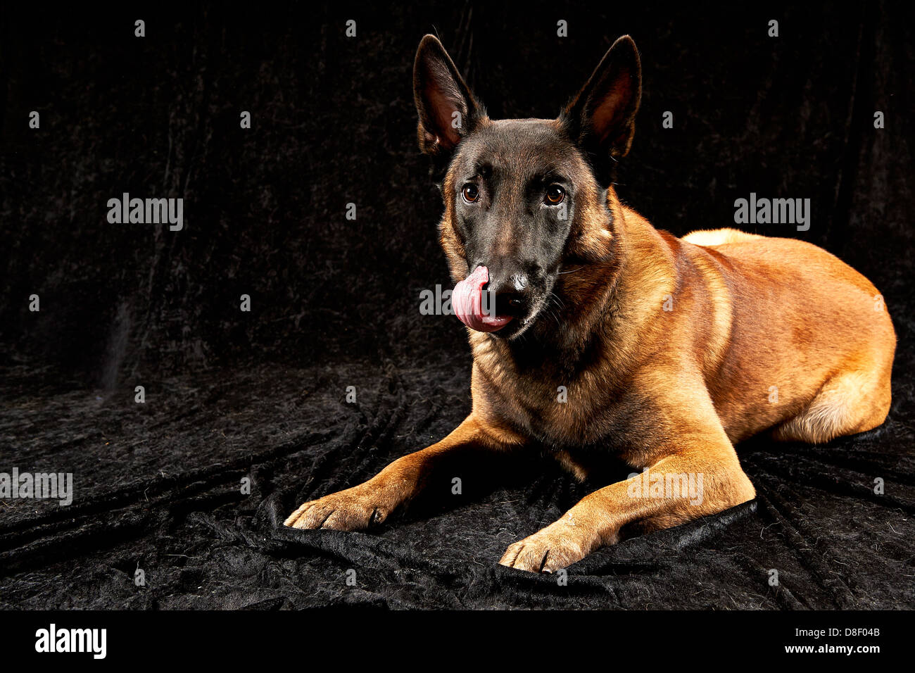 Malinois pure race, sur fond noir Banque D'Images