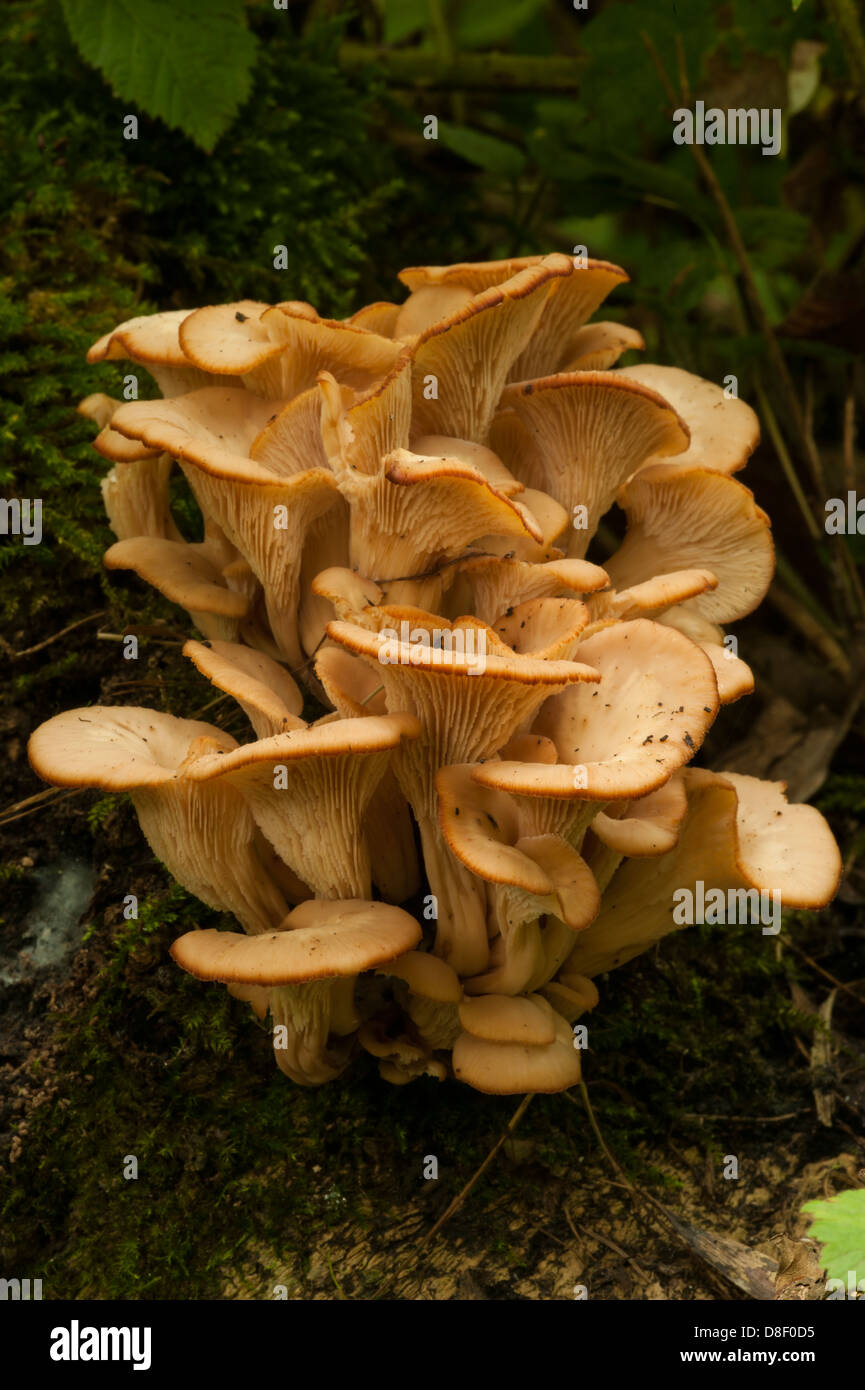 Fausse Chanterelle Mushroom Banque D'Images