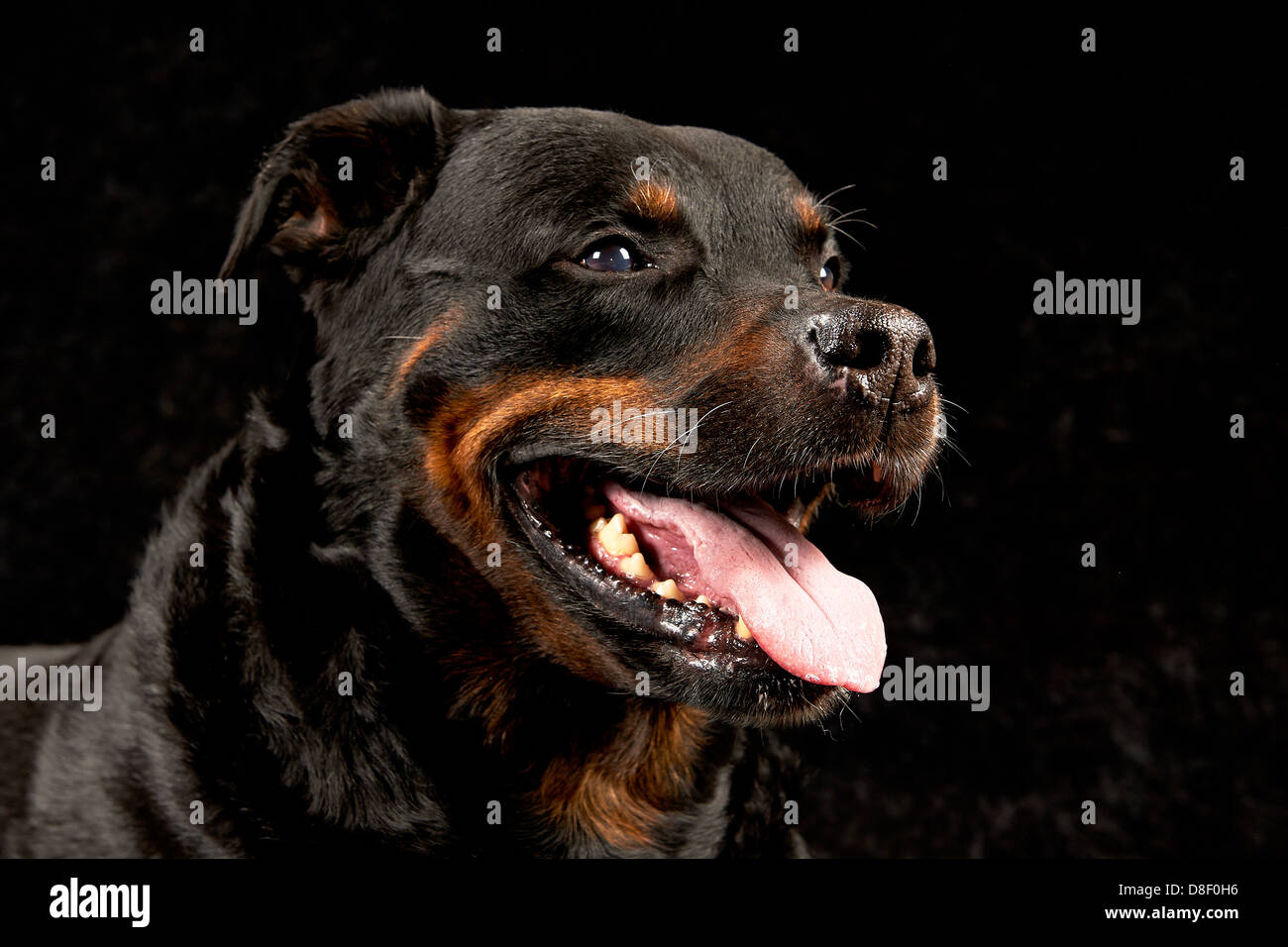 Rottweiler pure race sur fond noir Banque D'Images