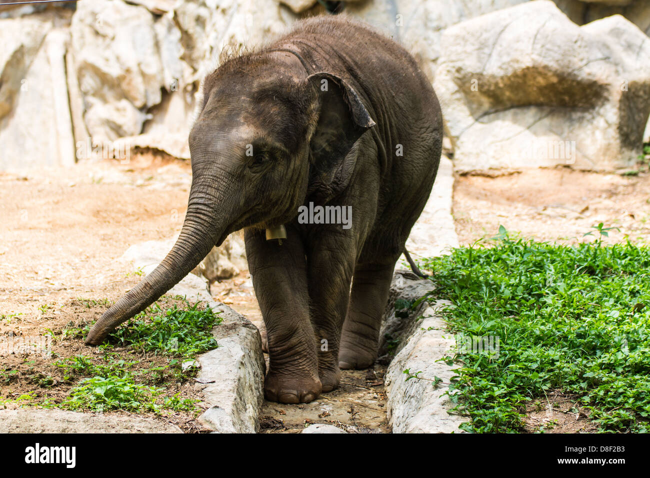Bébé éléphant dans le Zoo de Chiang Mai , Thaïlande Banque D'Images
