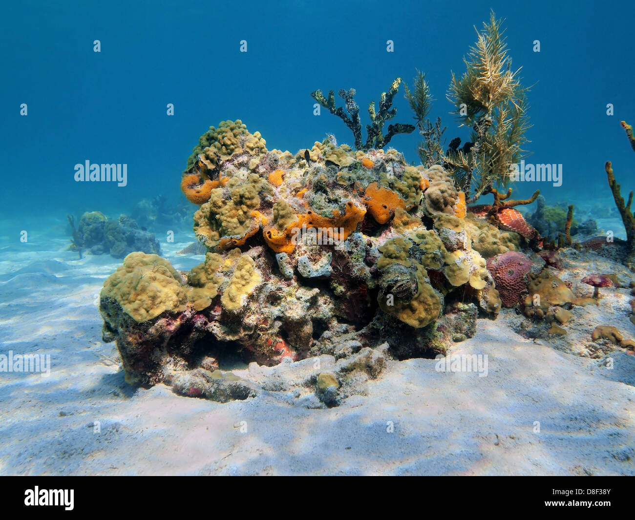 La vie marine colorée sous l'eau sur une plage de sable fin, des fonds marins de la mer des Caraïbes, le Panama Banque D'Images