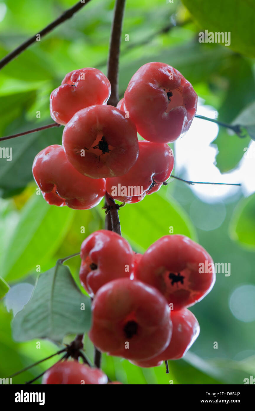 Champoo , Syzygium samarangense Banque D'Images