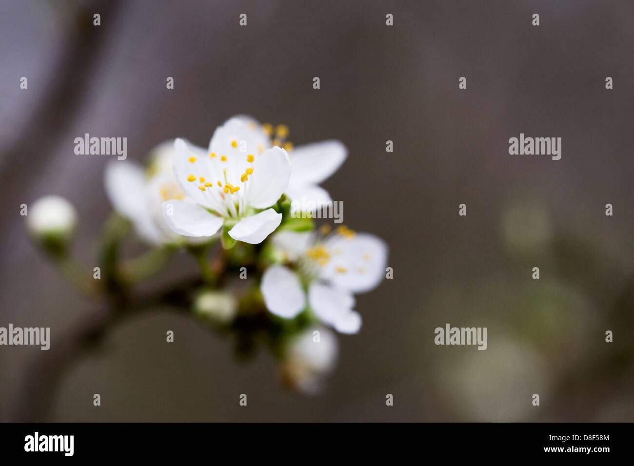 Prunus spinosa. Blackthorn blossom dans la haie. Banque D'Images