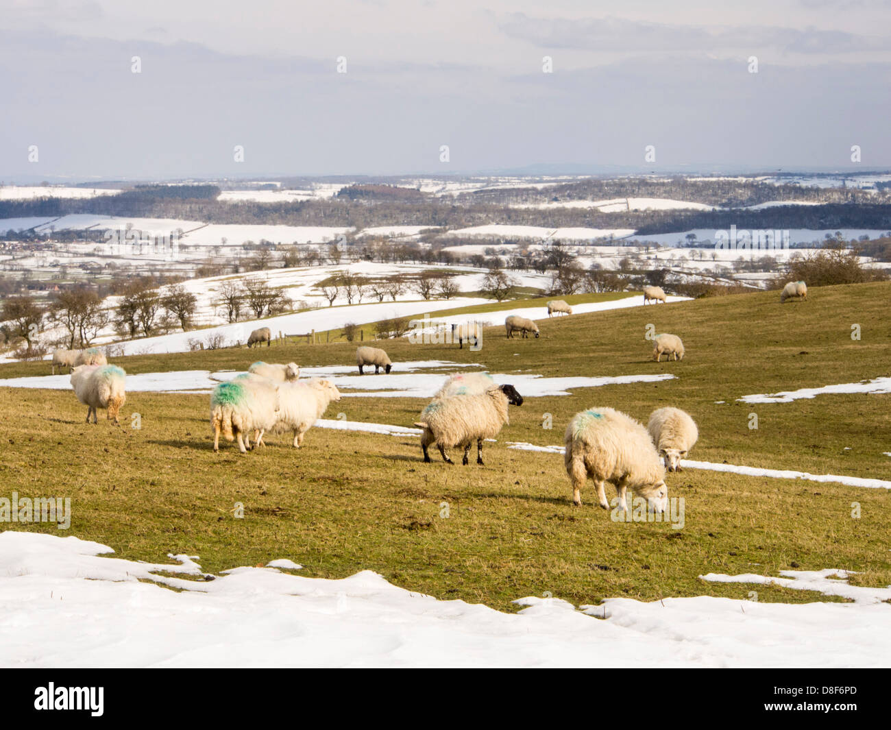 Moutons sur la colline au-dessus de Hope Bowdler Church Stretton dans le Shropshire, au Royaume-Uni, à l'égard Wenlock Edge. Banque D'Images
