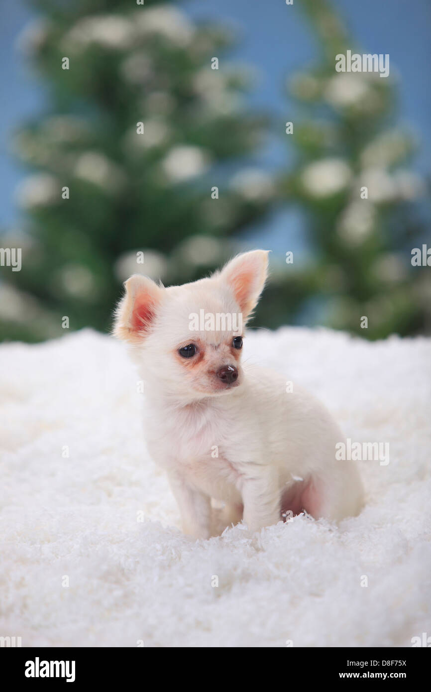 Chiot Chihuahua A Poil Long Blanc 11 Semaines Chihuahua Kurzhaarig Welpe Weiss 11 Wochen Photo Stock Alamy