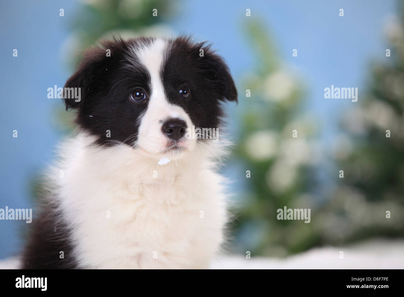 Border Collie, chiot, 11 semaines |Border Collie, Welpe, 11 Wochen Banque D'Images