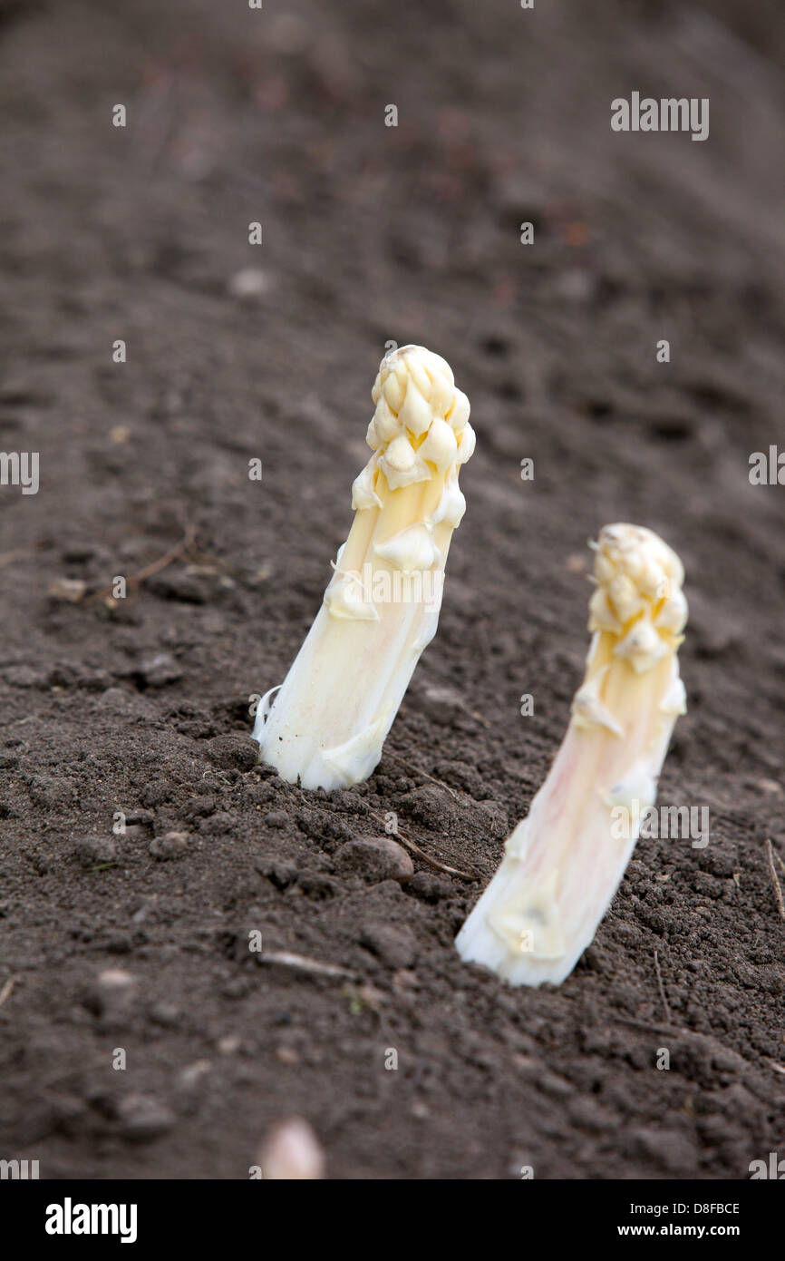 Lance d'asperges gros plan végétal phallique de pointes d'asperges blanches qui poussent et émergent d'une crête de sol sombre dans un champ en République tchèque Banque D'Images