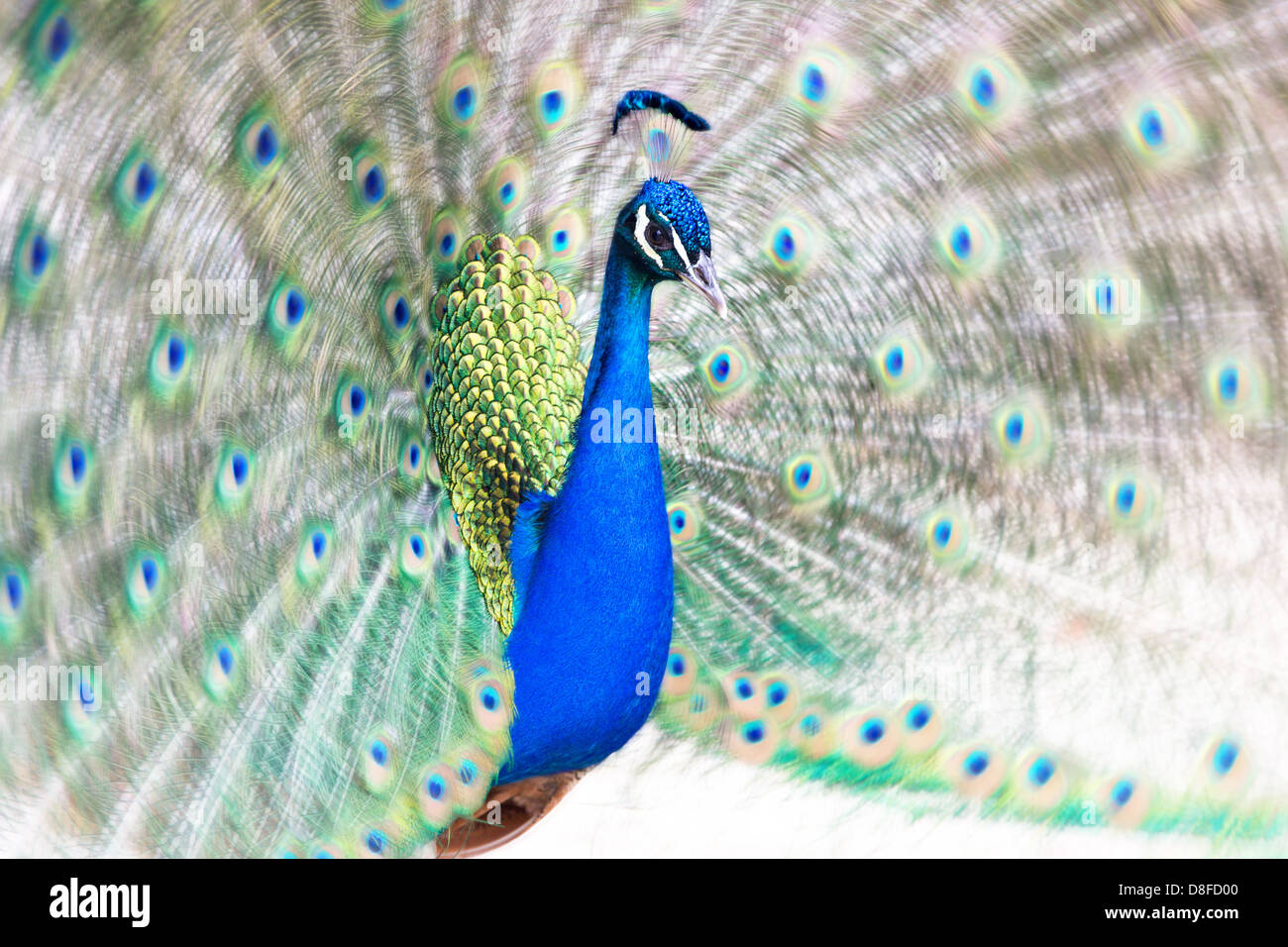 Fanning sa queue de paon Banque D'Images